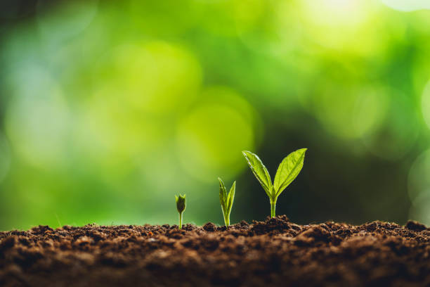 istock Growth tree young plant Natural green background 1170223070
