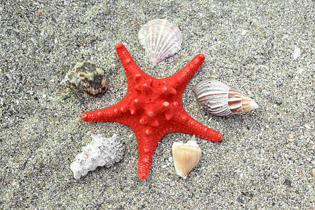 serie estrella de mar rojo - remote shell snail isolated fotografías e imágenes de stock