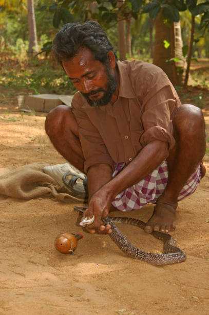 코브라 를 착유 - cobra people india snake 뉴스 사진 이미지