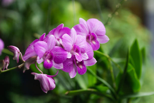 the purple orchid flower in spring day - orchid flower pink flower head imagens e fotografias de stock