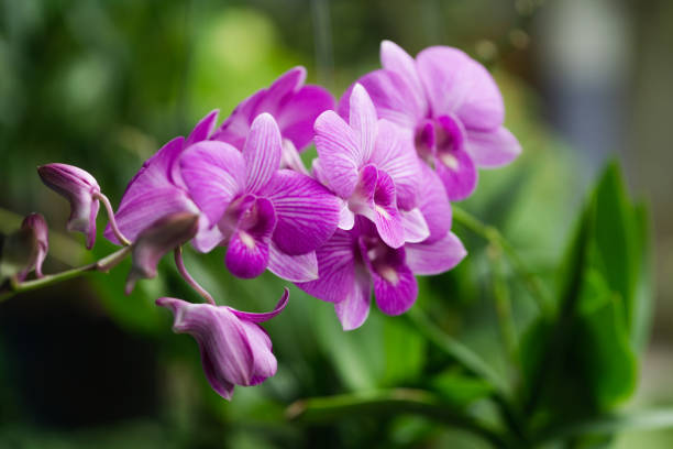 istock Purple orchid flower in spring day 1170225386