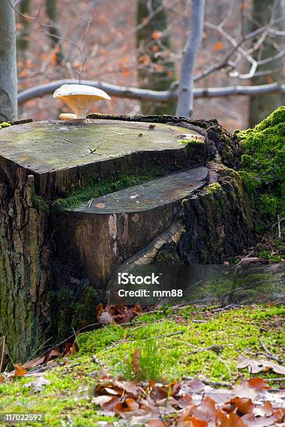 Foto de Cogumelo e mais fotos de stock de Amarelo - Amarelo, Arvoredo, Bosque - Floresta