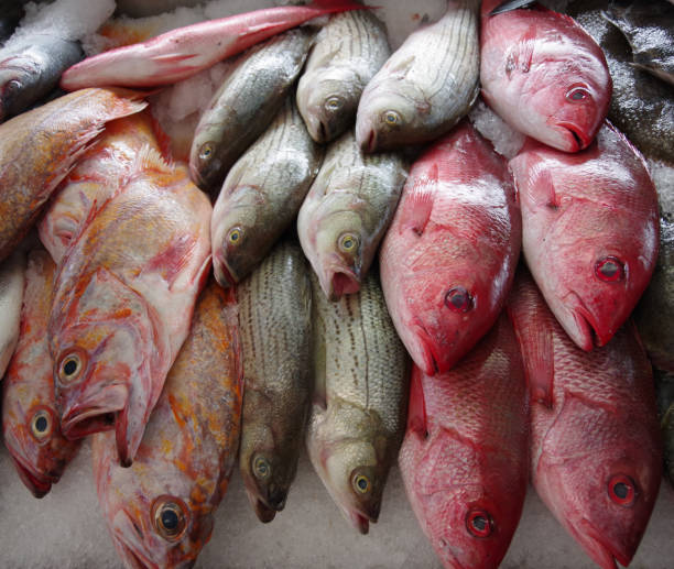 istock Catch of the day 1170226328