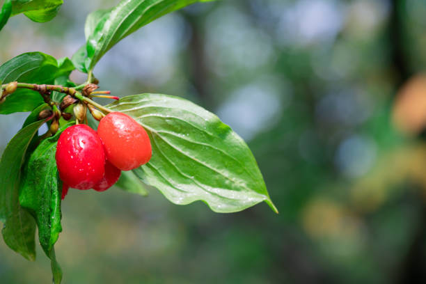 istock fresh cornelian cherry on branch with leaves 1170229790