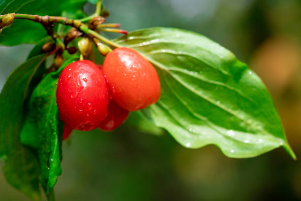 istock fresh cornelian cherry on branch with leaves 1170230100