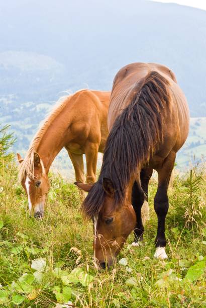 馬のパスチュア - horse panoramic scenics prairie ストックフォトと画像