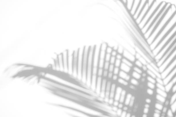 istock shadows palm leaf on white wall background. for creative design summer concept 1170232283