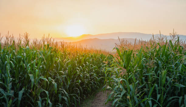 istock green corn field in agricultural garden and light shines sunset 1170232285