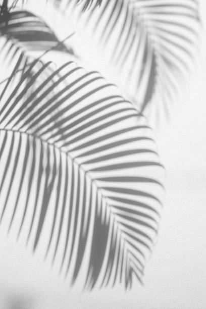 istock abstract background of shadow palm leaves on concrete rough texture wall. White and Black 1170232302