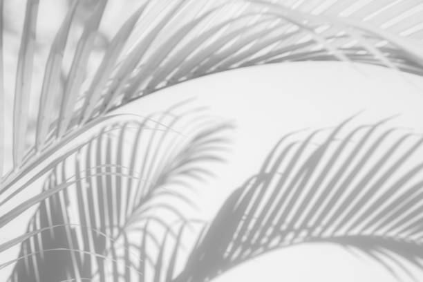istock shadows palm leaf on white wall background. for creative design summer concept 1170232304