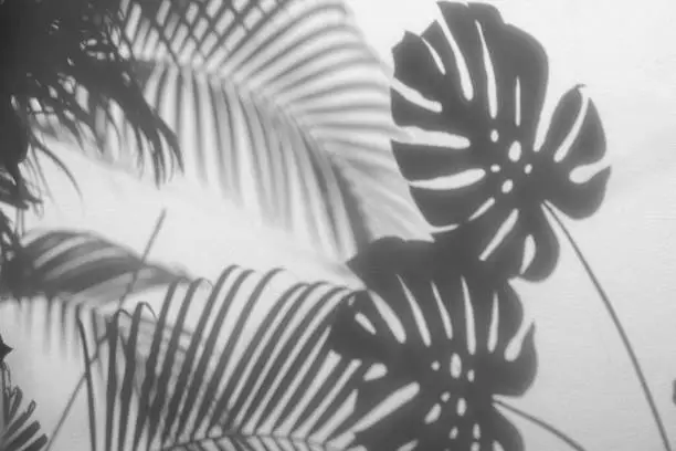 Photo of shadows palm leaves and monstera leaf on concrete textured wall surface background. White and Black tone