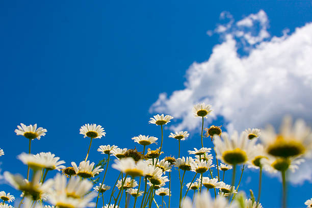 Looking Up stock photo