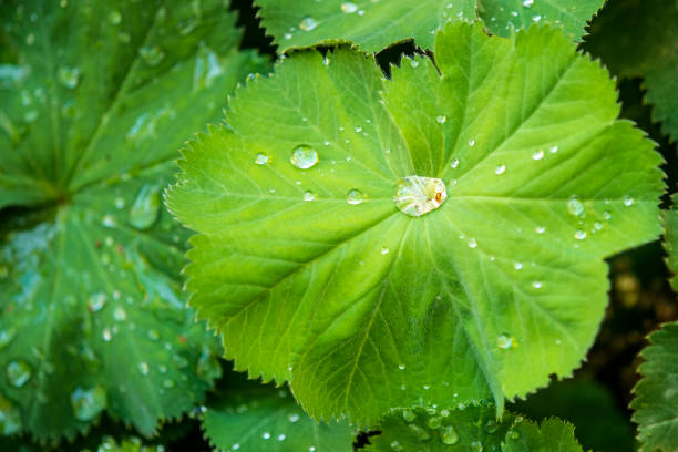 istock lady`s mantle with dew drops 1170235446