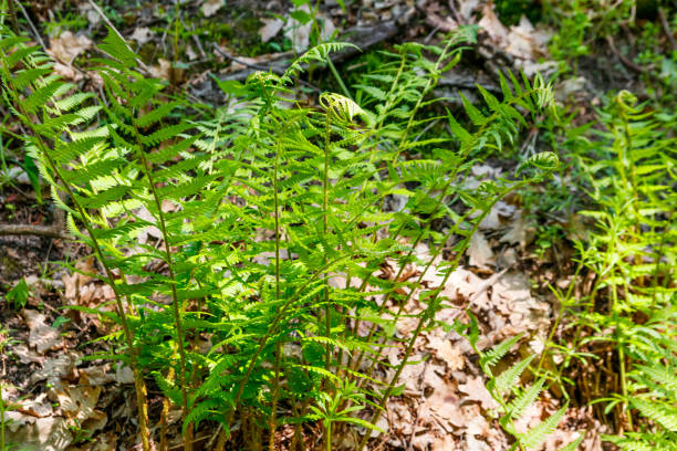 istock Green fern in a forest 1170236054
