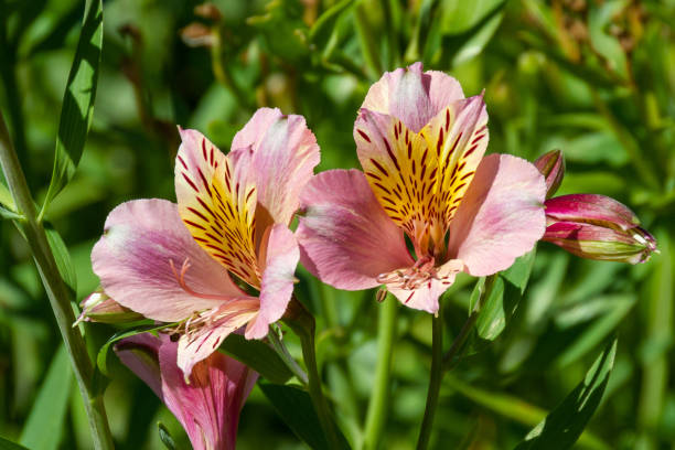 istock Alstroemeria also known as Peruvian lily 1170236343