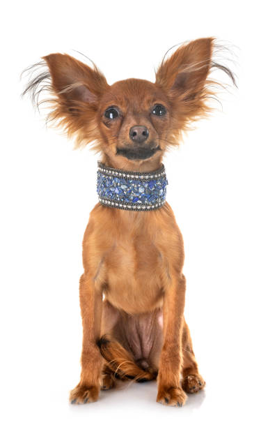 istock Russkiy Toy puppy 1170239106