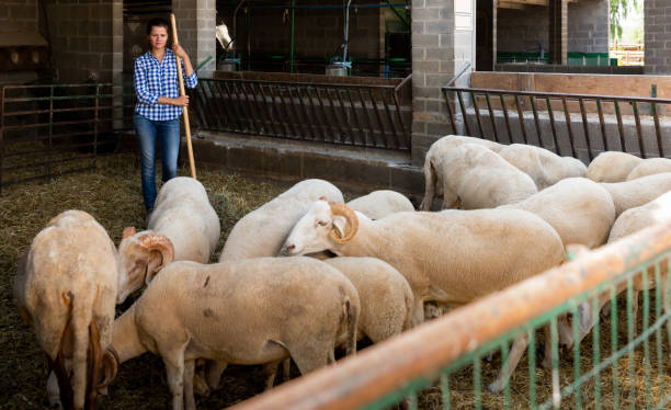 istock Female farmer cleaning sheep barn 1170239920