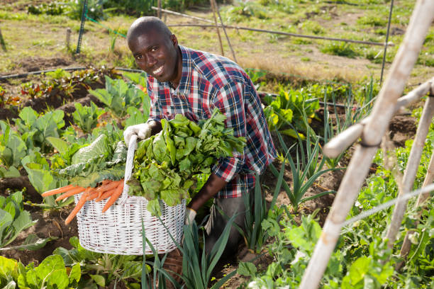 istock African gardener with harvest 1170240313