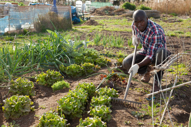 istock Male gardener working at homestead 1170240314