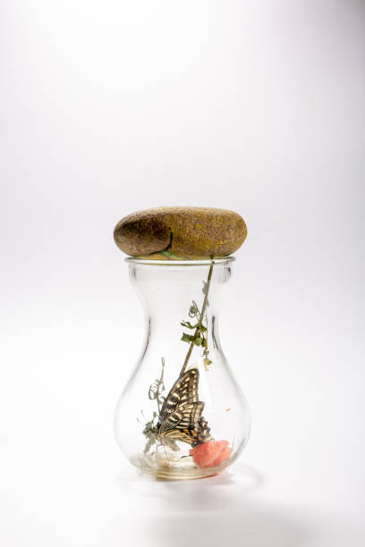 Bottle,transparent,butterfly,insect,wings,color,pink,trapped,hatching,natural,wallpaper,poster,background,glass,closeup,reflection,fresh,separate,white