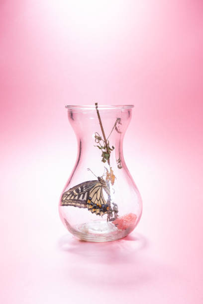 istock Butterfly and pink background in transparent glass jar 1170241127