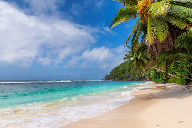 istock Coconut palms on sunny beach and turquoise sea. 1170241601