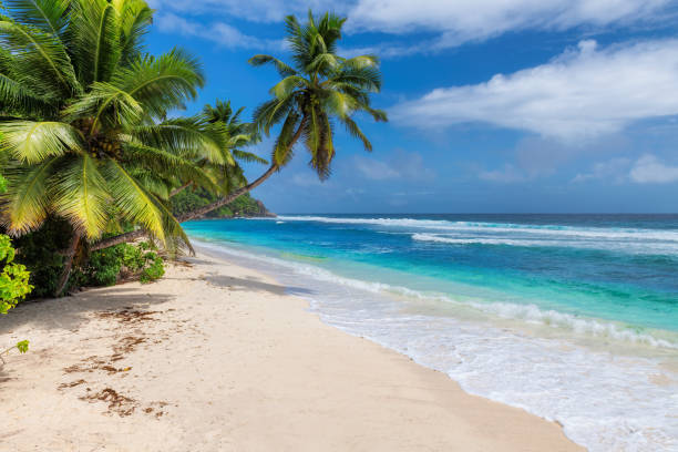 palme da cocco sulla spiaggia soleggiata e sul mare turchese. - hawaii islands immagine foto e immagini stock