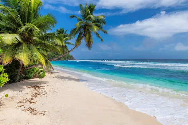 Tropical beach. Coconut palms on sunny beach and turquoise sea.  Summer vacation and tropical beach concept.