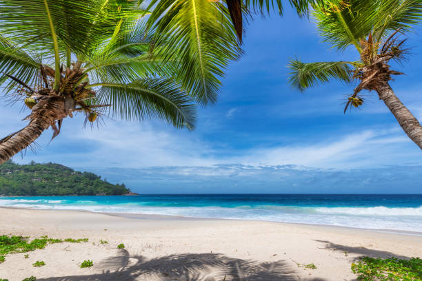 istock Coco palm on tropical paradise beach 1170241966