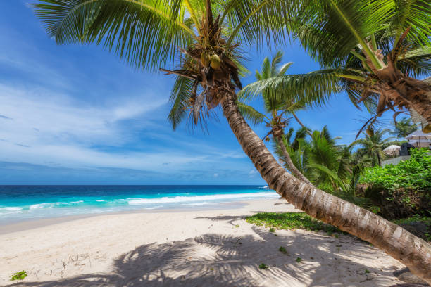 istock Beautiful tropical sandy beach and coconut palm trees 1170242192