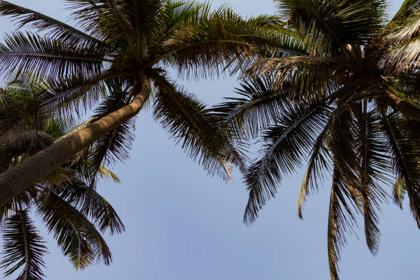 istock Bottom view leaves of coconut palm tree 1170243657