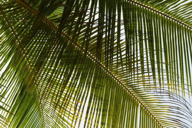 istock Bottom view leaves of coconut palm tree 1170243859
