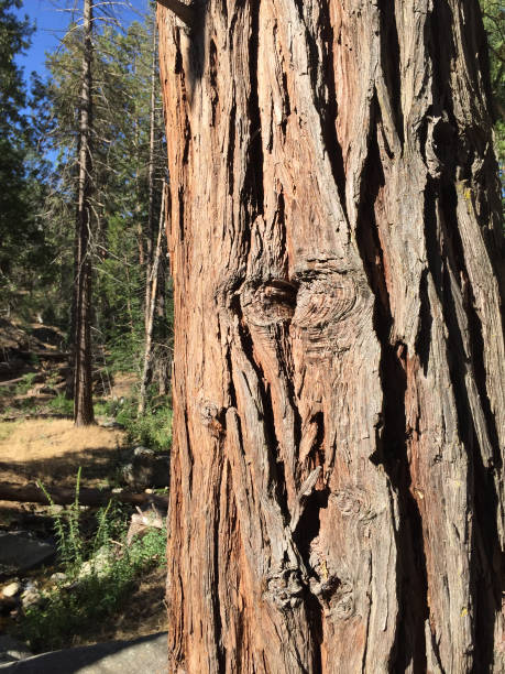 Sequoia Series 5 - Knotty Tree stock photo