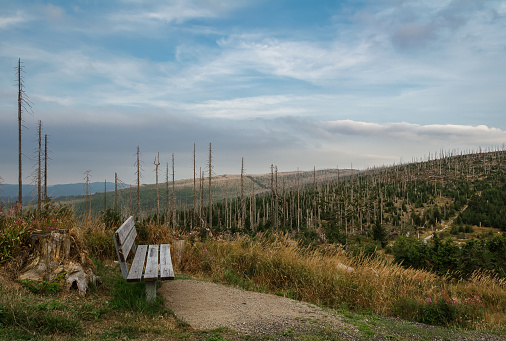 Wood bench on lookout with devasted trees by bark beetle infestation. Sumava National Park and Bavarian Forest, Czech republic and Germany