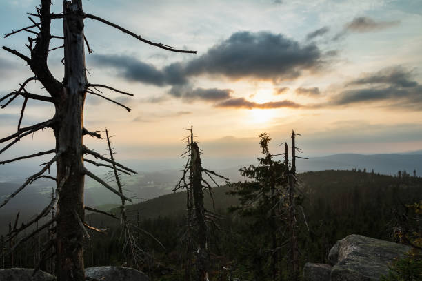 istock Sunset on hill Tristolicnik, forest devasted by bark beetle infestation. Sumava National Park and Bavarian Forest, Czech republic and Germany 1170246131