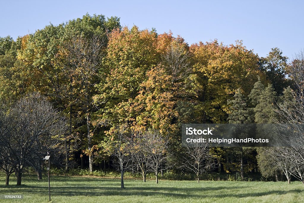 Autumn color Autumn trees at Morton Arboretum in early morning sunlight.  Autumn Stock Photo