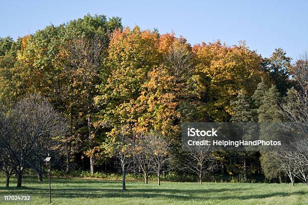 Autumn Color Stock Photo - Download Image Now - Autumn, Beauty In Nature, Chicago - Illinois