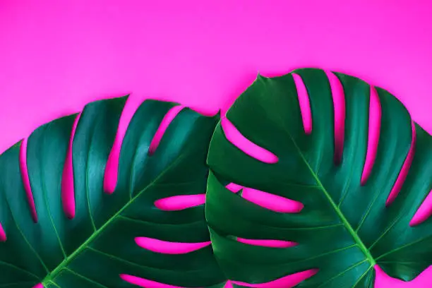 Photo of Two tropical jungle monstera leaves isolated on pink background.