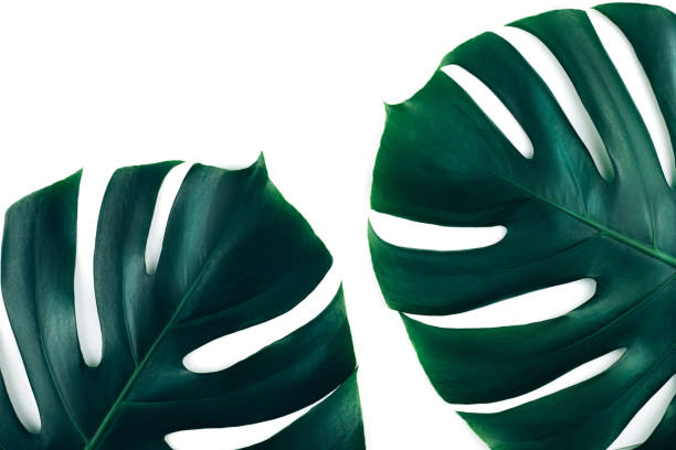 istock Two tropical jungle monstera leaves isolated on white background. 1170247327