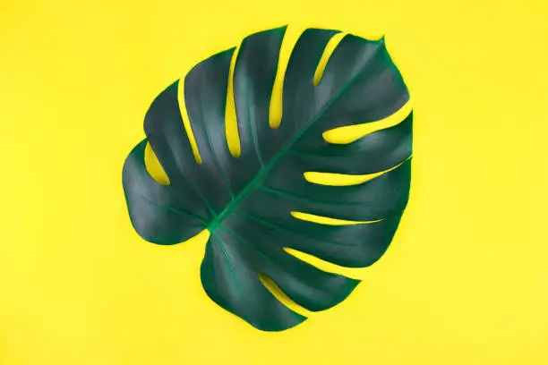 Photo of One tropical jungle monstera leaves isolated on yellow background.