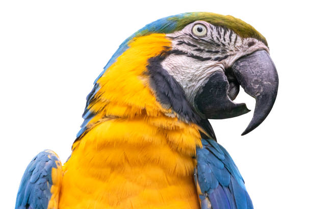 istock Blue-and-yellow macaw - isolated on white background 1170250384