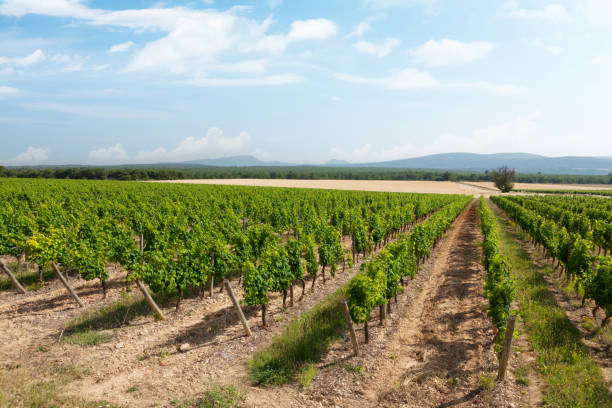 istock Landscape of vineyard 1170250465