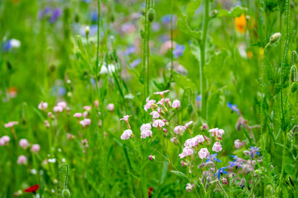A meadow of wild flowers