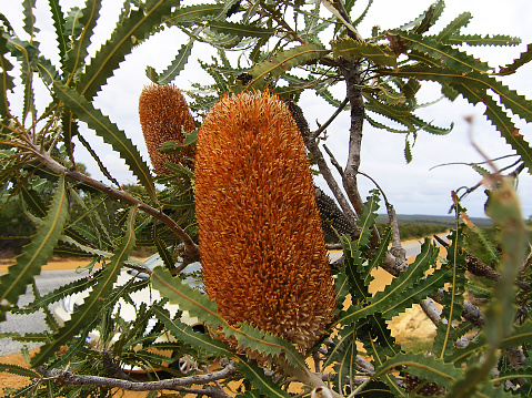 A Banksia Tree in the outback of Western Australia