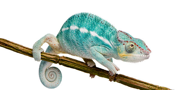 istock Young Panther Chameleon Furcifer Pardalis - Nosy Be(7 months) 117025087