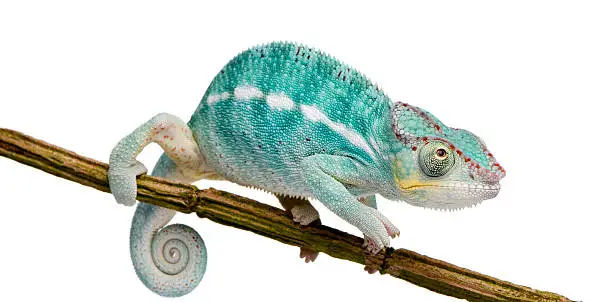 Young Chameleon Furcifer Pardalis - Nosy Be (7 months)  in front of a white background.