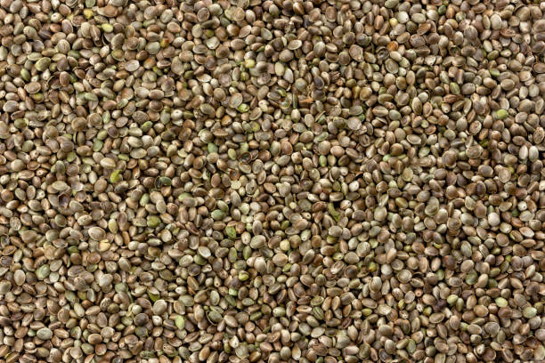 istock Hemp seeds texture, cannabis seeds background 1170253450