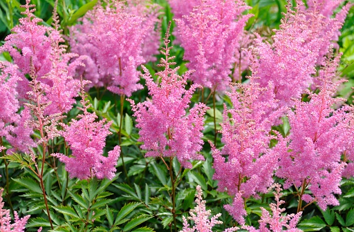 sedum, pink flowering plants in garden