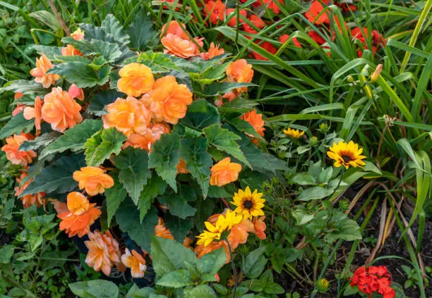 A hot garden bed of sun flowers, begonias and impatiens