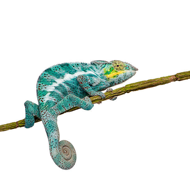 istock Panther Chameleon Furcifer Pardalis - Nosy Faly (18 months) 117025491